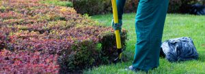 Seasonal Changes: Transform Your Autumn Garden with Professional Landscaping