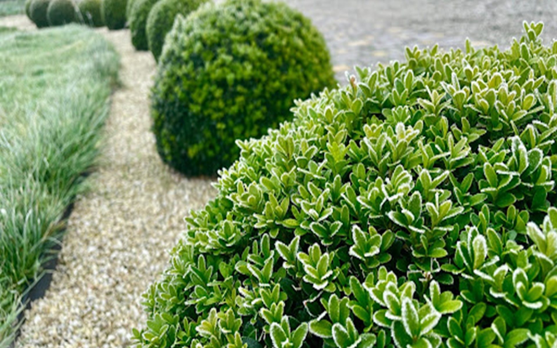 Avoid Costly Garden Errors: The Most Common Landscaping Mistakes (And How to Fix Them)