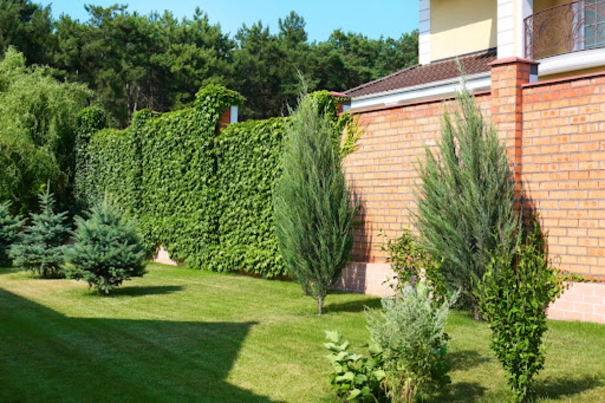 Beyond the Perfect Lawn: Designing a Garden Around How You Really Live